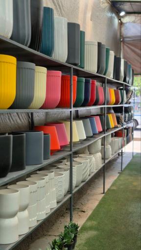 عکس گیاهان آپارتمانی بهگل فر