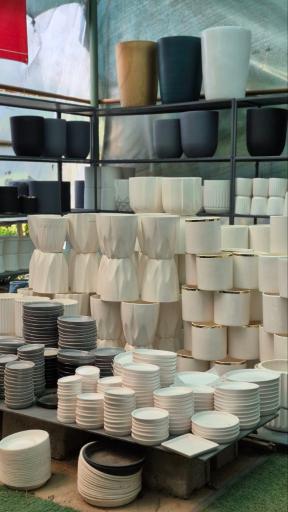 عکس گیاهان آپارتمانی بهگل فر