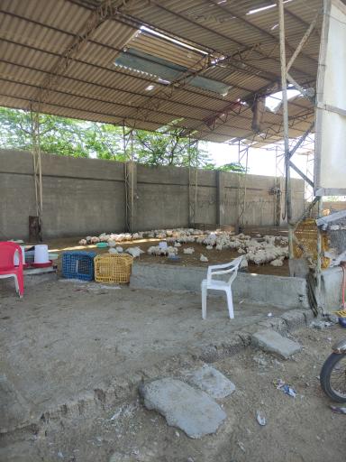 عکس مرغ فروشی جدگال