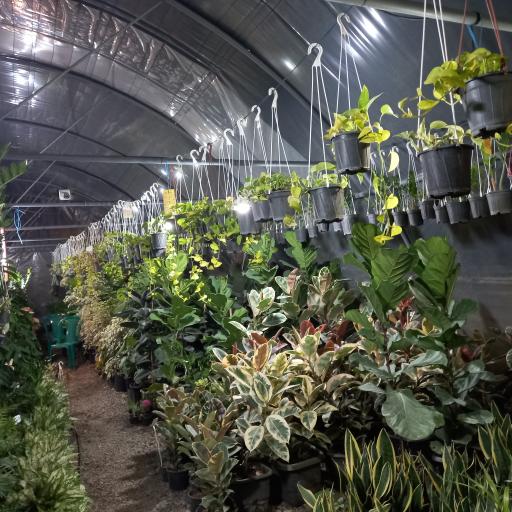 عکس گل و گیاه معتمد و یوسفی