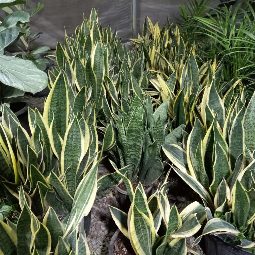 عکس گل و گیاه معتمد و یوسفی