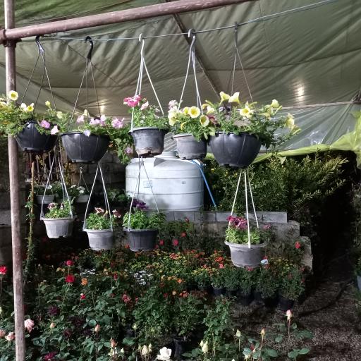 عکس گل و گیاه معتمد و یوسفی