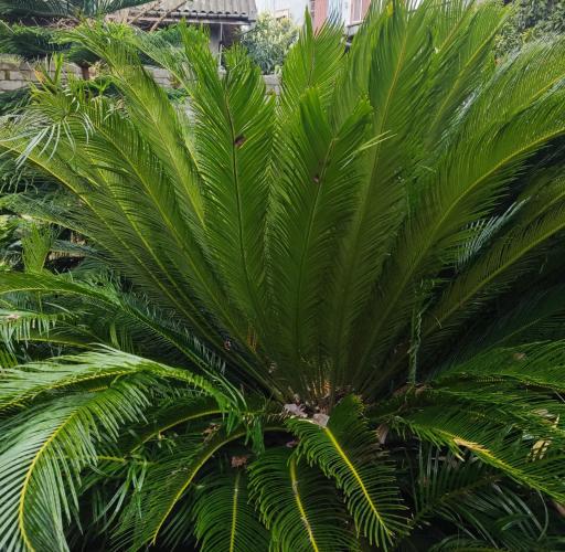 عکس گل و گیاه معتمد و یوسفی