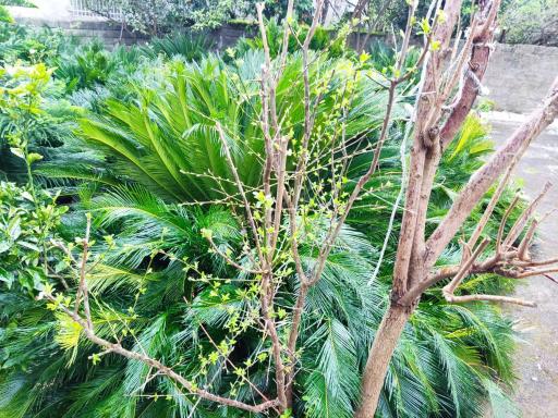 عکس گل و گیاه معتمد و یوسفی