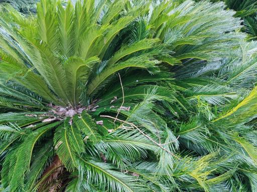 عکس گل و گیاه معتمد و یوسفی