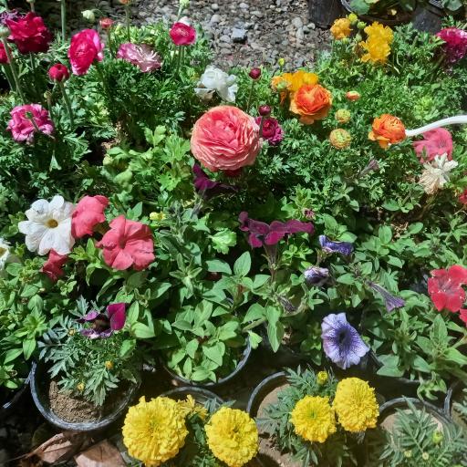 عکس گل و گیاه معتمد و یوسفی