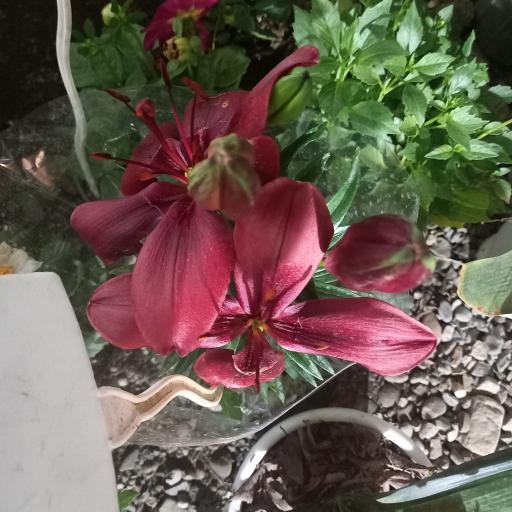 عکس گل و گیاه معتمد و یوسفی