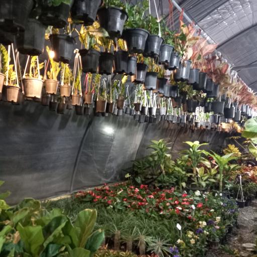 عکس گل و گیاه معتمد و یوسفی