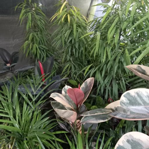 عکس گل و گیاه معتمد و یوسفی