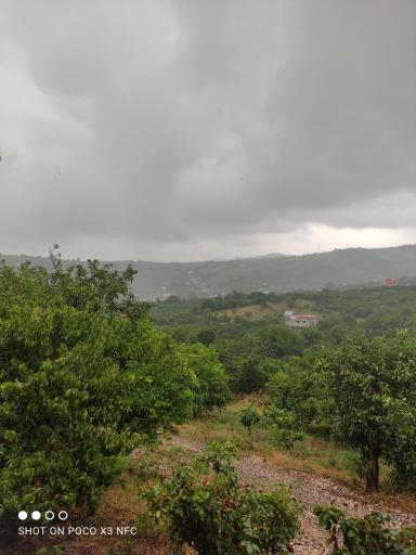 عکس گل افشان