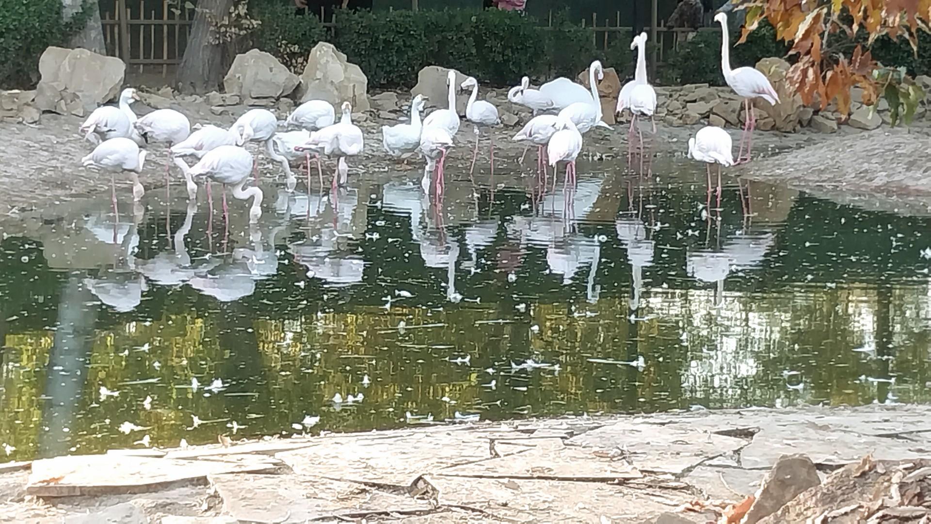 عکس مجموعه تفریحی گیاهشناسی باغ مشهد