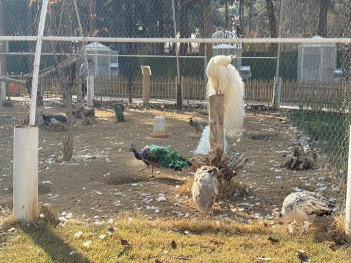 عکس مجموعه تفریحی گیاهشناسی باغ مشهد