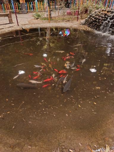 عکس مجموعه تفریحی گیاهشناسی باغ مشهد