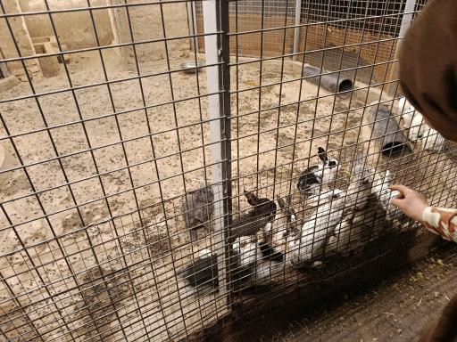 عکس مجموعه تفریحی گیاهشناسی باغ مشهد