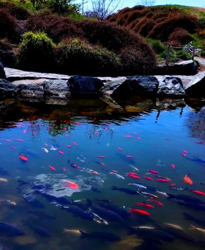 عکس مجموعه تفریحی گیاهشناسی باغ مشهد