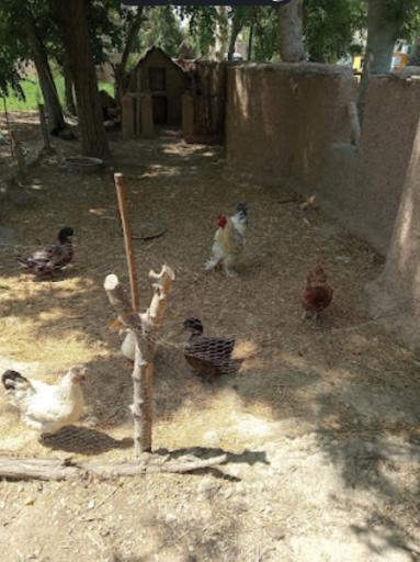 عکس مجموعه تفریحی گیاهشناسی باغ مشهد