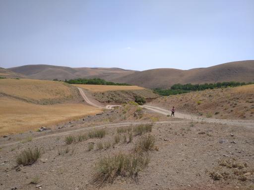 عکس کشت گنجی