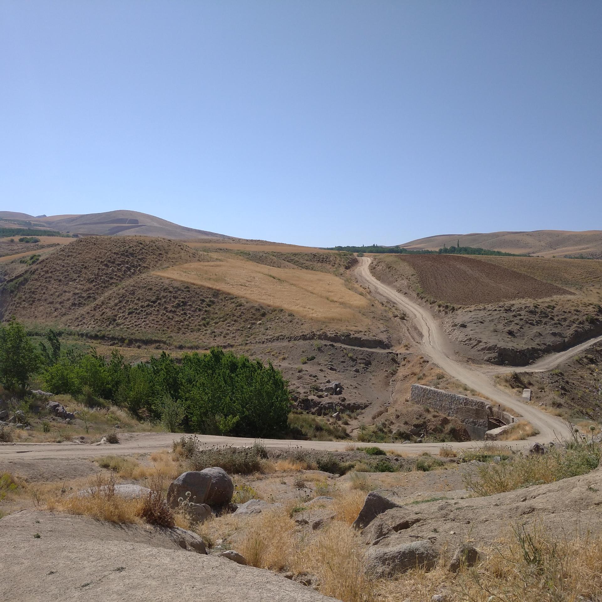 عکس کشت گنجی