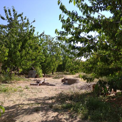 عکس کشت گنجی