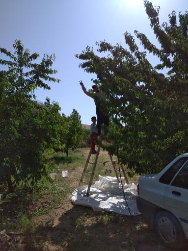 عکس کشت گنجی