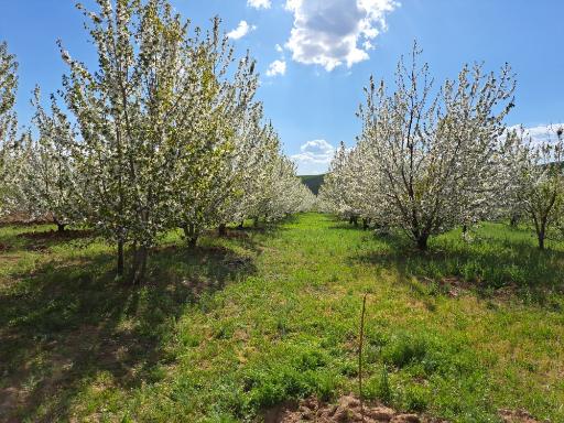 عکس کشت گنجی