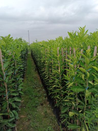 عکس نهالستان قمی کلا