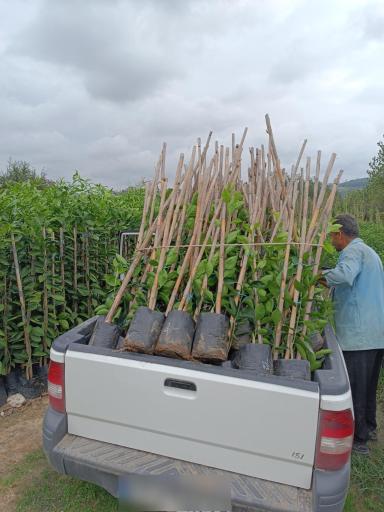 عکس نهالستان قمی کلا