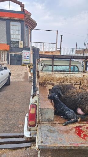 عکس کلینیک دامپزشکی دکتر سروی