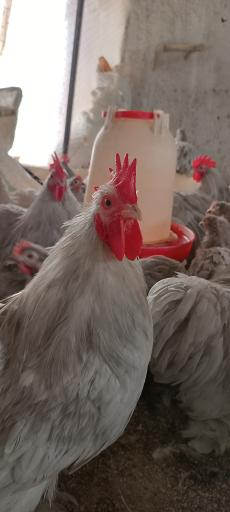 عکس مجموعه سیمرغ طلایی مشهد