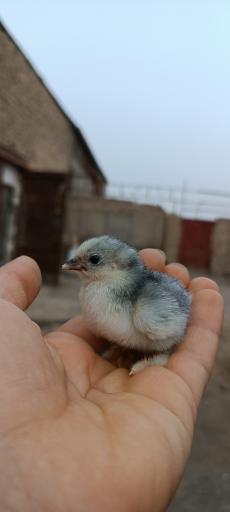 مجموعه سیمرغ طلایی مشهد