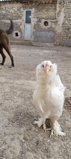 عکس مجموعه سیمرغ طلایی مشهد