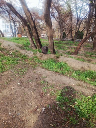 عکس بوستان قیطریه
