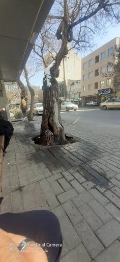 عکس  ابتدای ایرج