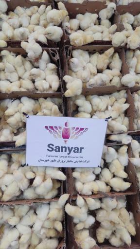 عکس شرکت سانیار پروران