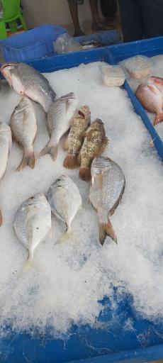 عکس بازار ماهی فروشان قشم