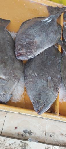 عکس بازار ماهی فروشان قشم