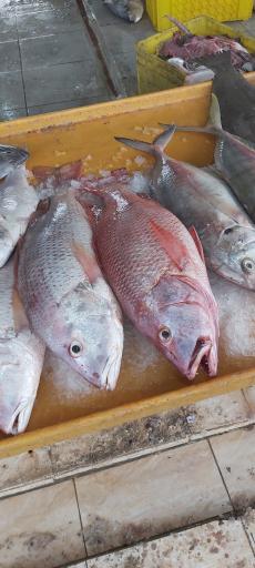 عکس بازار ماهی فروشان قشم