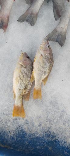 عکس بازار ماهی فروشان قشم