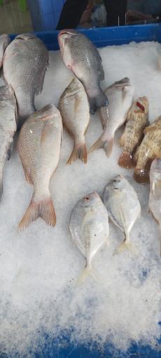 عکس بازار ماهی فروشان قشم