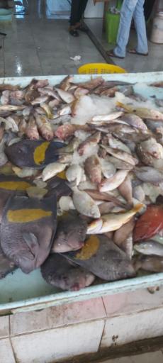عکس بازار ماهی فروشان قشم