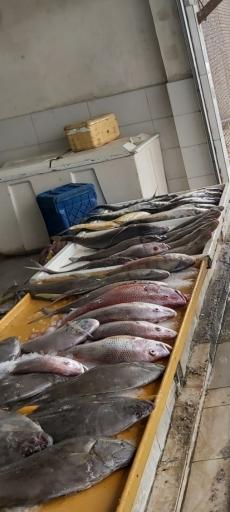 عکس بازار ماهی فروشان قشم