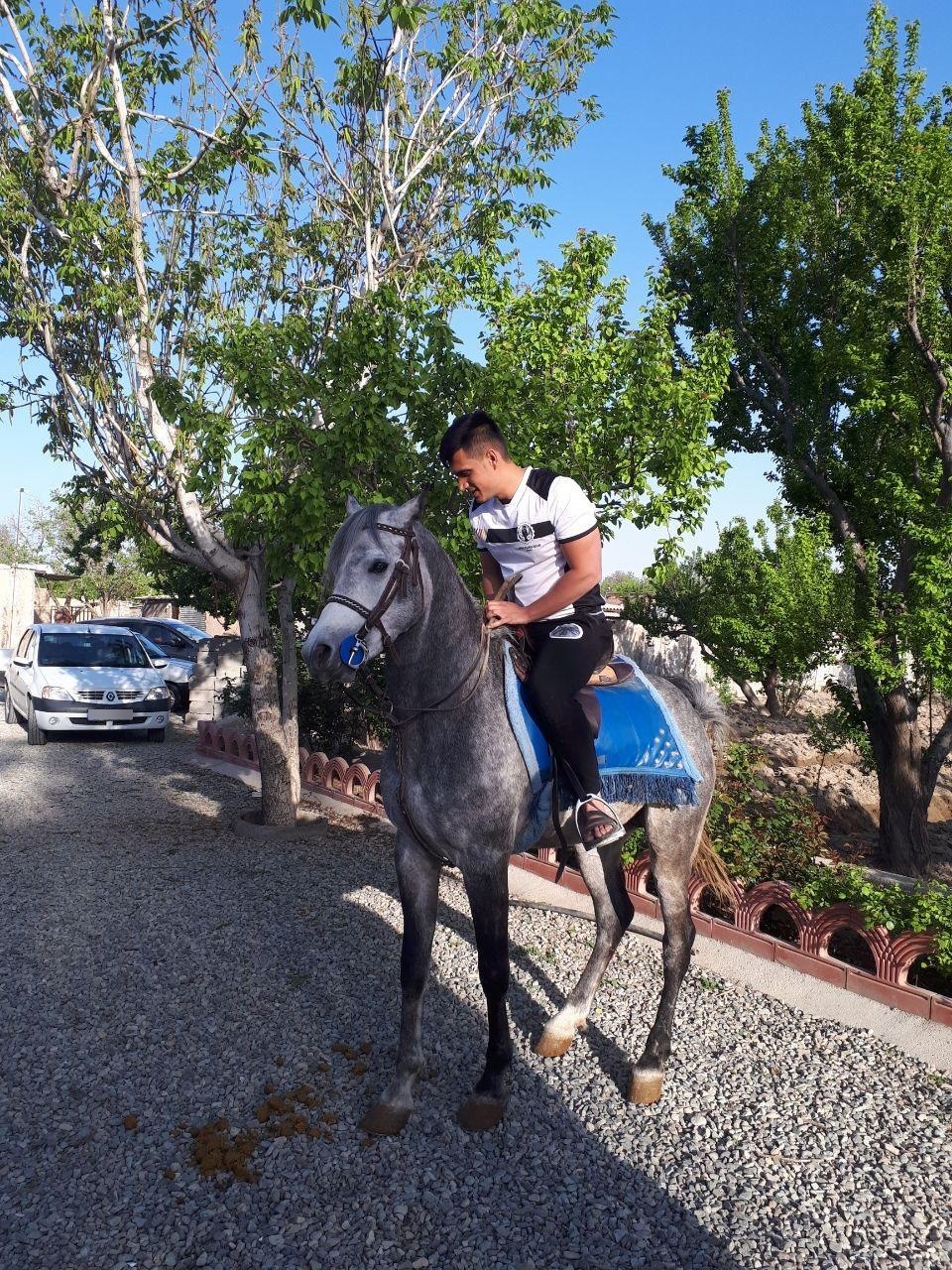 عکس باشگاه سوارکاری نامدار شاه