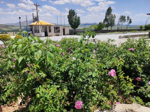 عکس سیلوی قصر طلایی هزاردانه