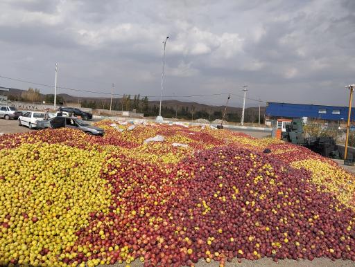 عکس محل خرید سیب زیر درختی 