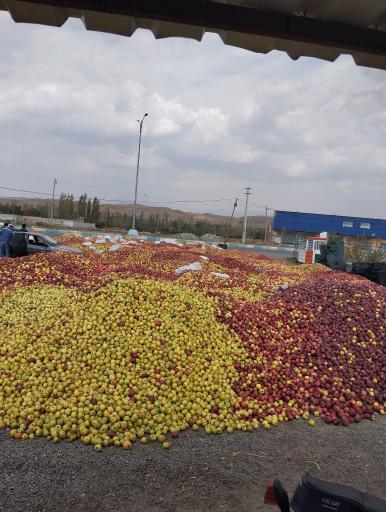 عکس محل خرید سیب زیر درختی 