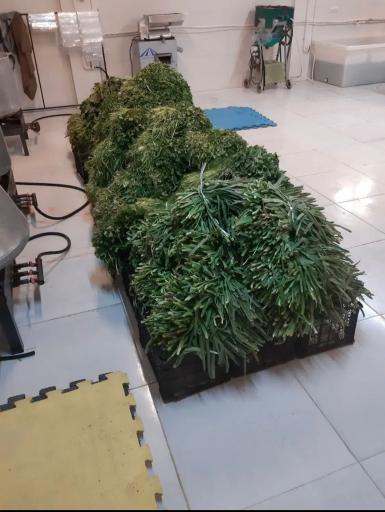 سبزی فروشی نازگل