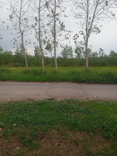 عکس چوکده