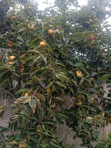 عکس چوکده