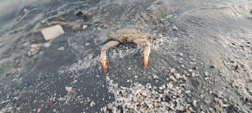 عکس ساحل بندر عباس