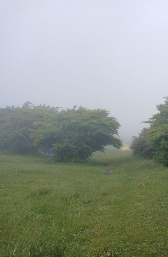 عکس دشت بابونه